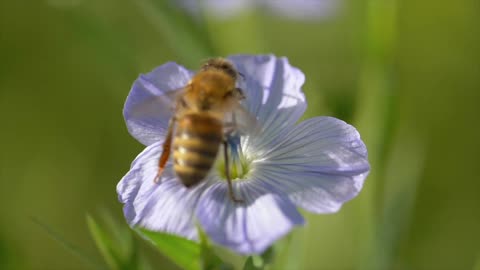 Slow Motion Bee Flight 🐝 ..... Pretty Cool!!!!!