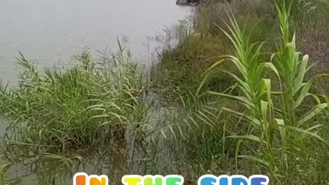 Amazing view of nature pool in the River of chenab Pakistan