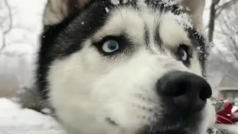 Husky? Snow dog!