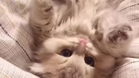 Cute baby cat with sound