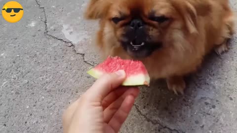 Funny Doge Eating Watermelon