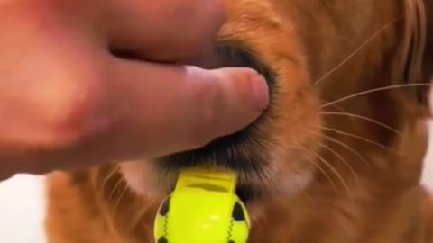 Canine Plays Whistle From Nose Very Funny and Cute.