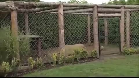 Lion Attacks On Human - Pet Lion Eating Man South Africa| Tanzania - Big Cats - 2021