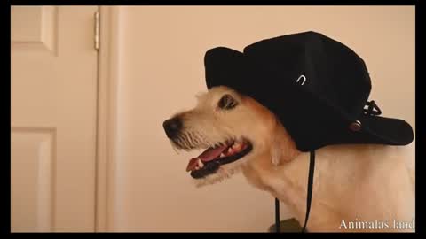 funny🐶 dog wearing a hat|