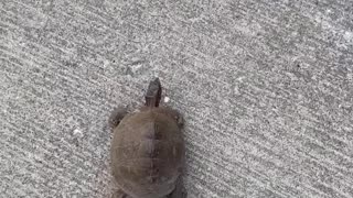 Helping a Tortoise Cross the Street
