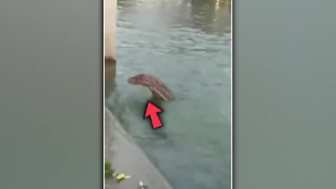 Man’s Camera Caught A Terrifying Creature Crawling Into The River