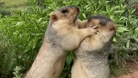 Groundhogs scramble for food