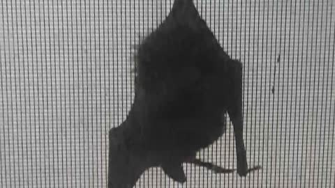 Beatrice the Bat Wakes Up & Cleans Her Wings