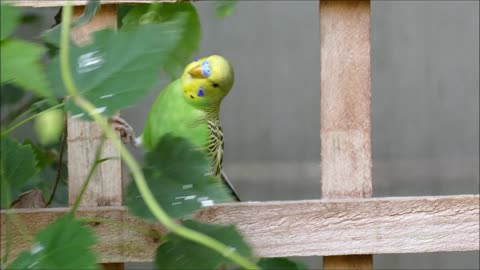 Cute Parrot