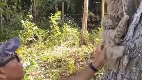 Sloth mom thanks man for saving her kid's life