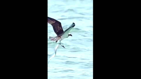 OMG, eagle catches two fishes at the same time???