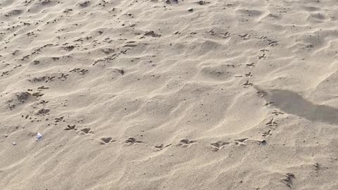 Pigeon's Footprints Create Beach Heart