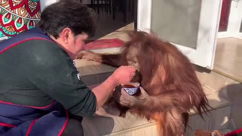 Orangutan eats Ukrainian borsch