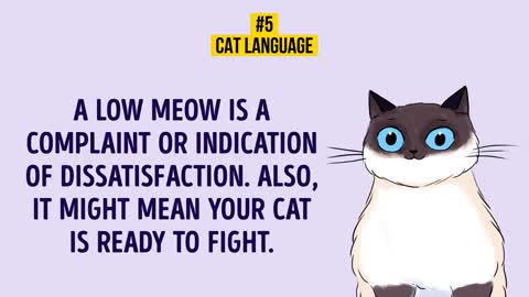 HOW TO UNDERSTAND YOUR CAT BETTER IN A FEW STEPS
