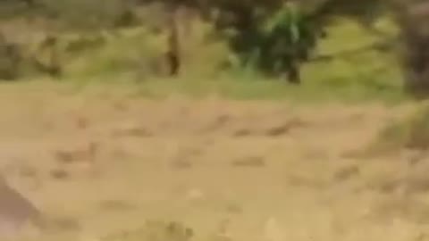 The whole process of a cheetah catching a wildebeest