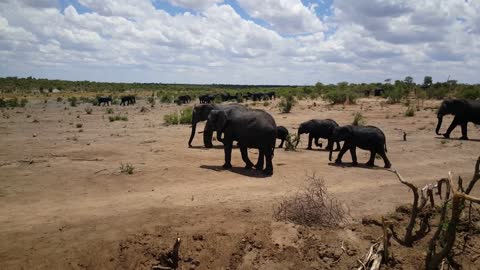 Herd of elephants passing by at Khaudum National Park in Namibia