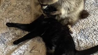 Sweet Raccoon Loves Hugging Kitty Friend