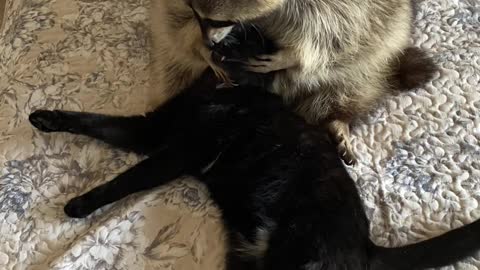 Sweet Raccoon Loves Hugging Kitty Friend