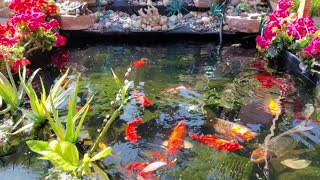 Fish Pond