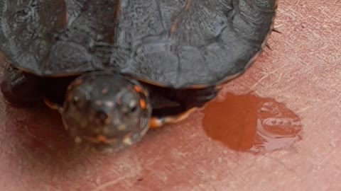 A stone tortoise that lives in Sri Lanka. Tortoise