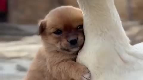 puppy riding a duck