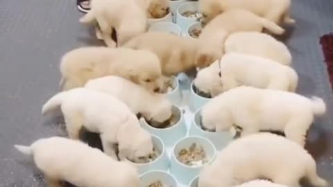 cute little puppies having breakfast