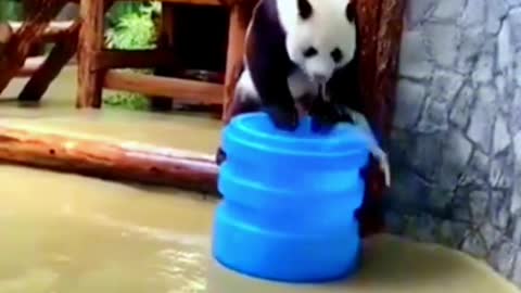 Pandas Are Happily Playing In The Water.