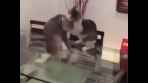 Cat body slam