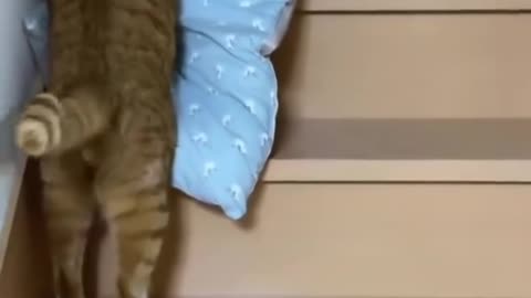 Cat climbing stairs for going to sleep