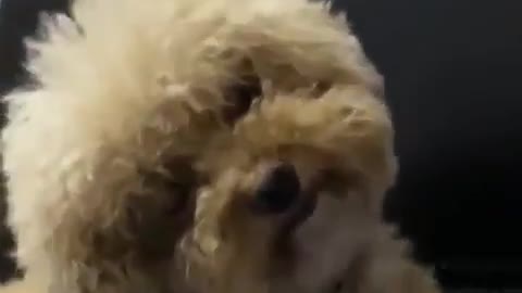 Charming canine response - Infant Poodle Canine, Cutest Creature Ever