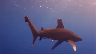 two whitetip sharks, red Sea, Egypt