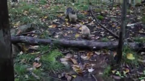 Small pup has a blast exploring the nature with his dad