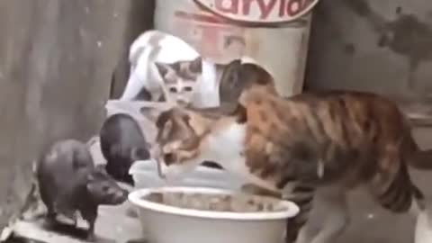 Cat doesn't want to share his food with a Rat