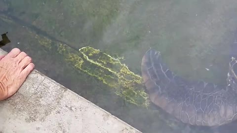 Feeding A Beautiful Sea turtle