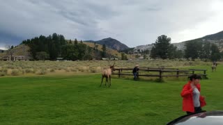 Man Charged by Bull Elk in Yellowstone Park