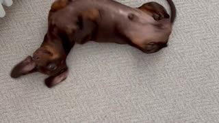 Silly Sausage Dog Has the Wiggles