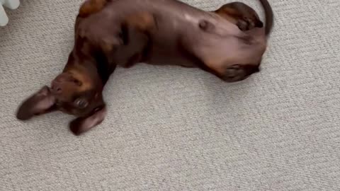 Silly Sausage Dog Has the Wiggles