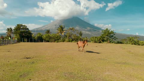 Amazing Arabian Brown Horse In Fresh Windy Farm