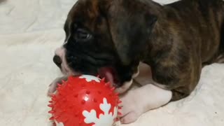 Boxer puppy chewing on ball