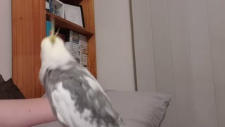 Cockatiel Carries a Tune