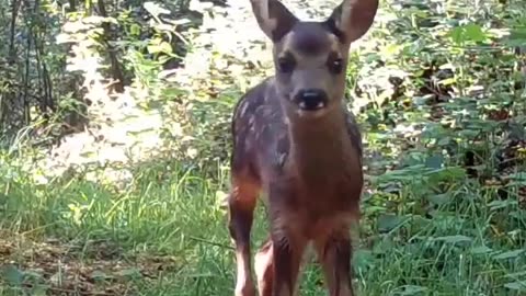 This Deer mother really loves their sons. Watch what she did is so amazing.