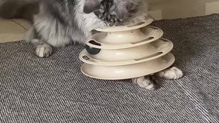 Cat Finds Creative Way to Play