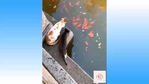 Cute and Funny Cat Videos Compilation #04