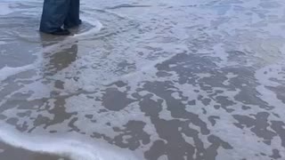 Sheephead in the surf