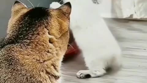 Cute Cats Funny Moments-2