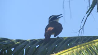 Some Mexican Bird Chipping