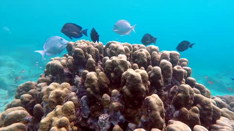 Video Of Fishes Underwater