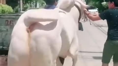 Biggest Bull animal video Cow Loves Cow 2021 rumble status