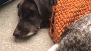 Dogy Trying to Wake up Another Dogy