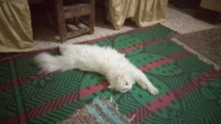 Adorable White Male Cat Relaxing On The Ground